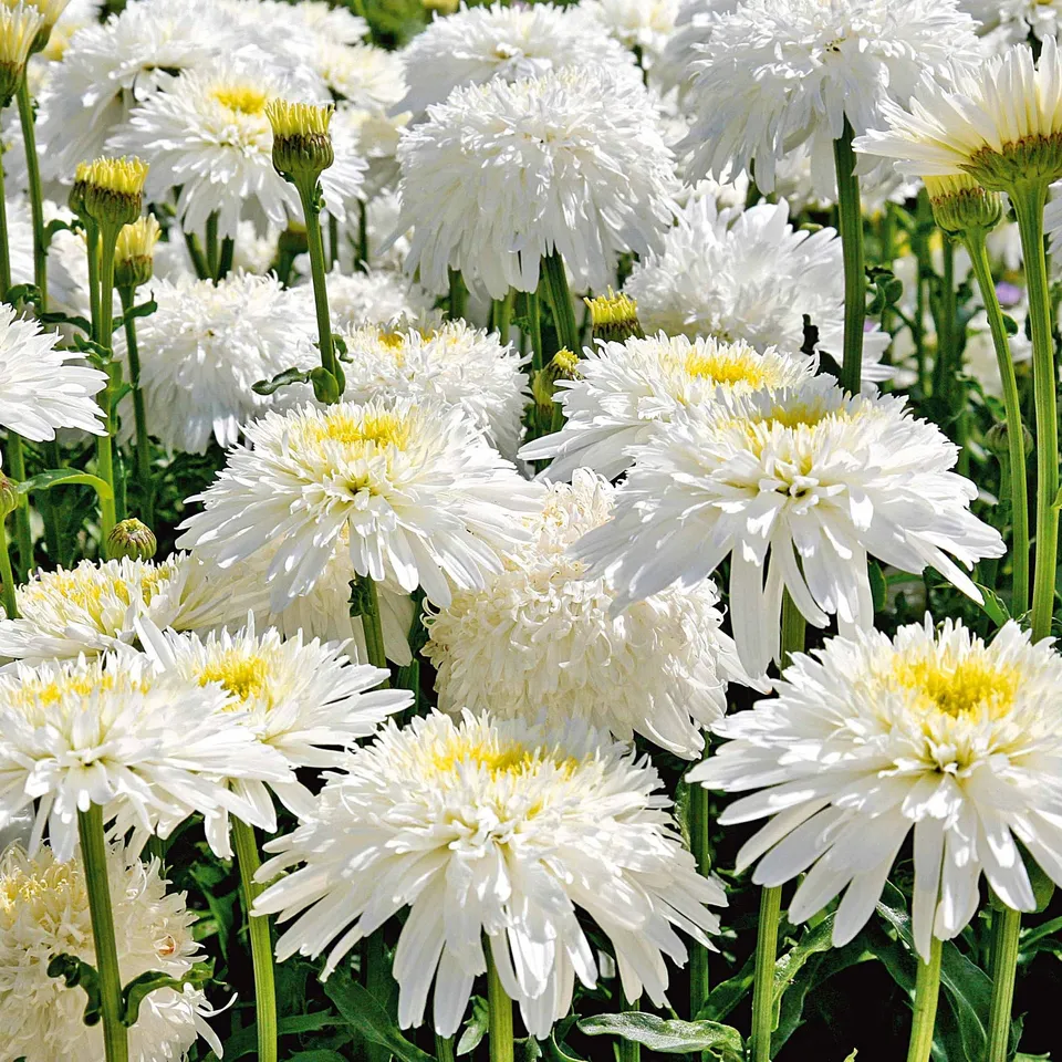 Bakker Plantes vivaces Fiona Goghill marguerite lot 3 racines