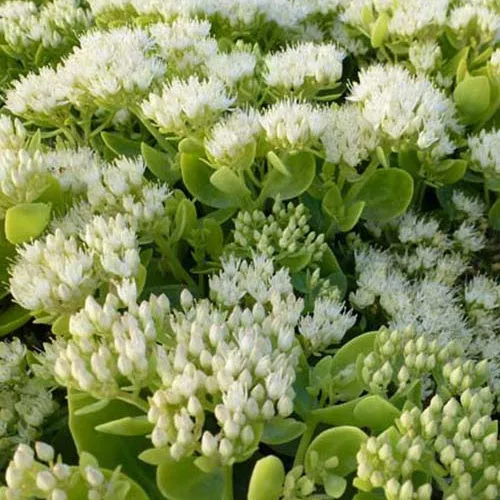 Bakker Sedum Iceberg vivace pot 9cm blanc