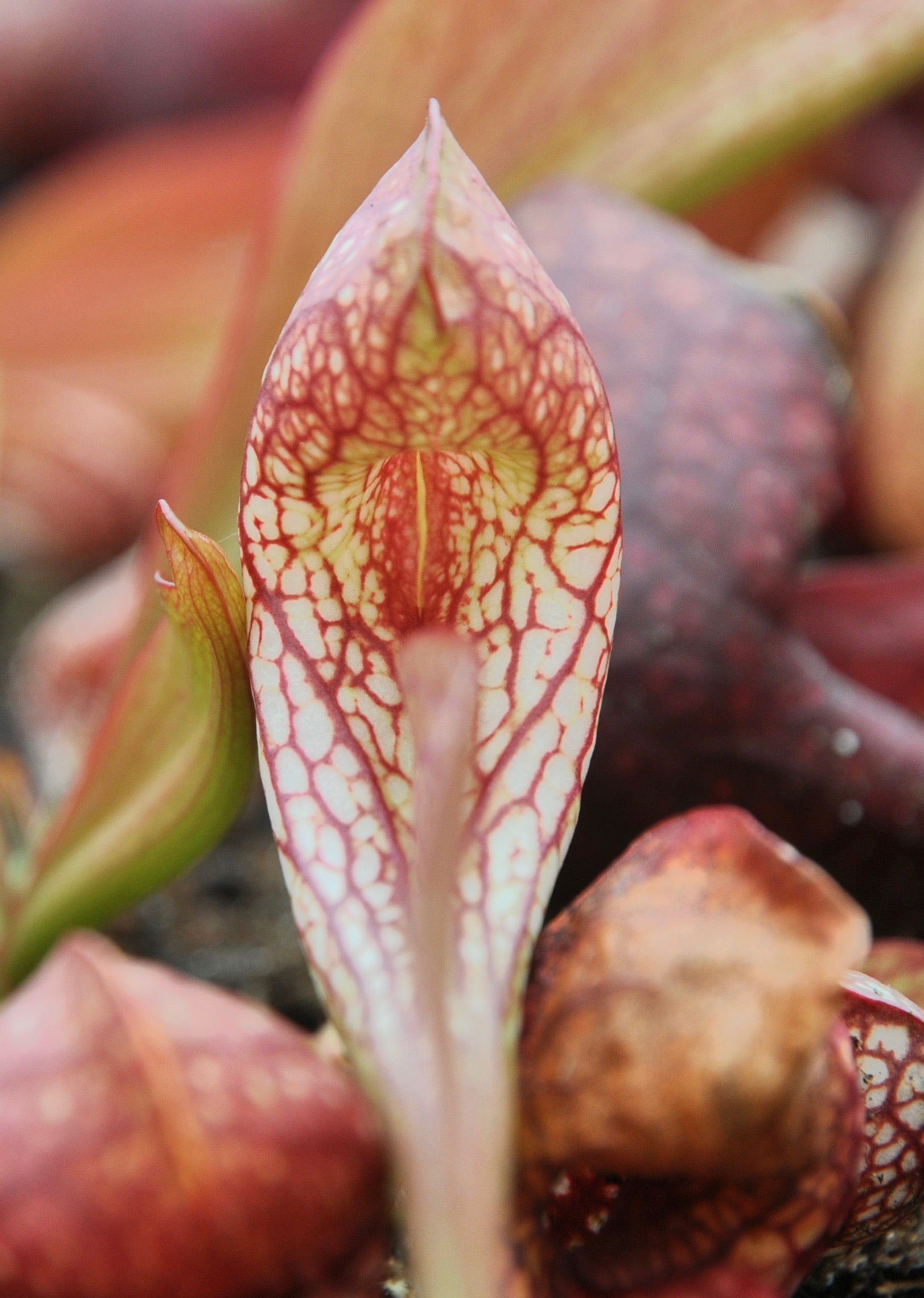 Carniflore Sarracenia psittacina plante carnivore urnes rouges