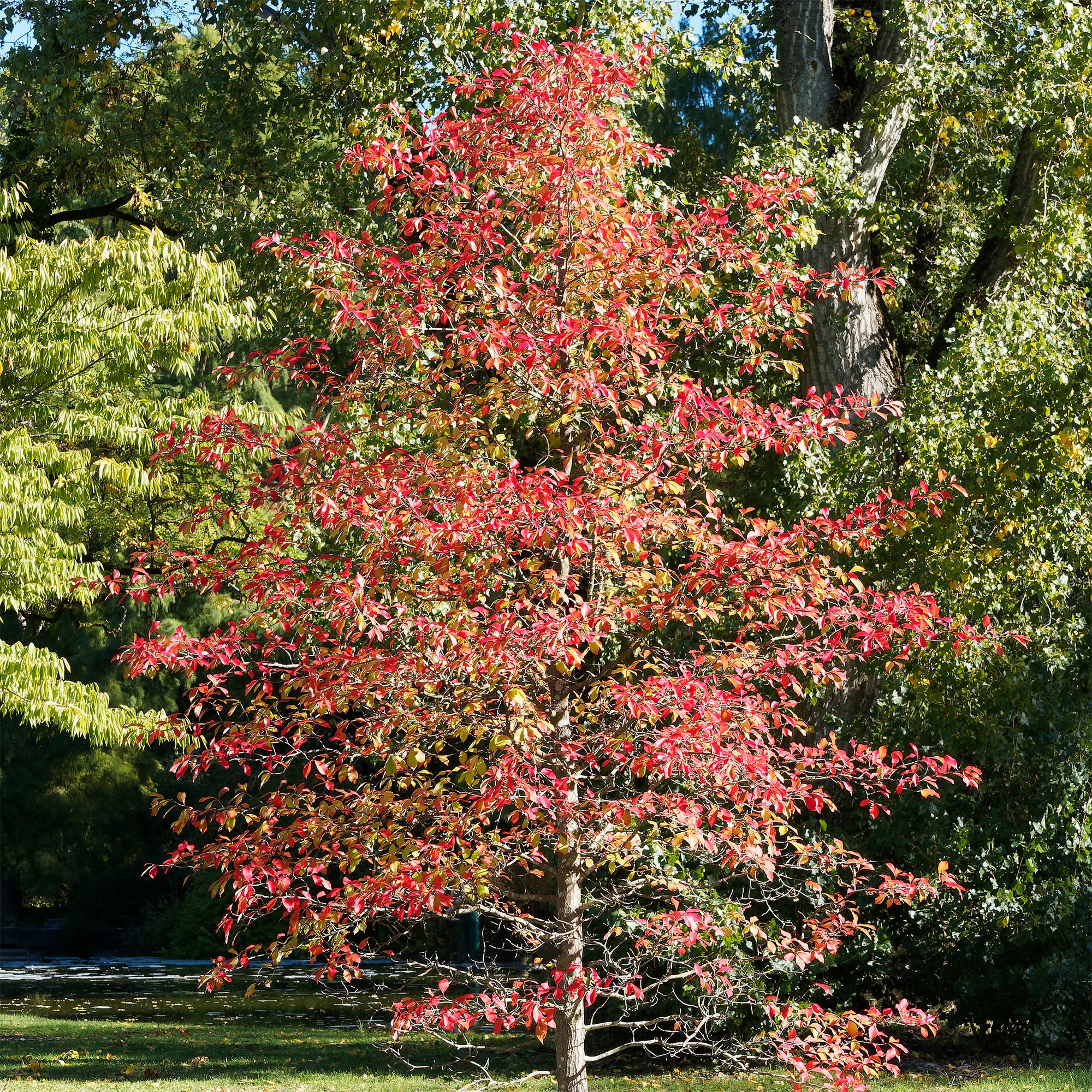 Bakker Arbustes Tupélo noir Nyssa sylvatica pot 2L 80-100cm automne