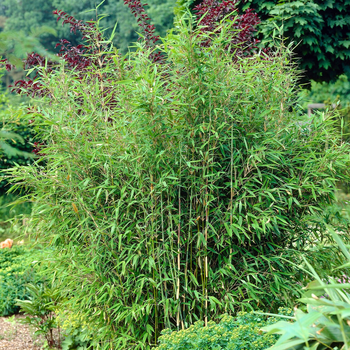 Bakker Fargesia Murielae bambou non-traçant pot 11cm