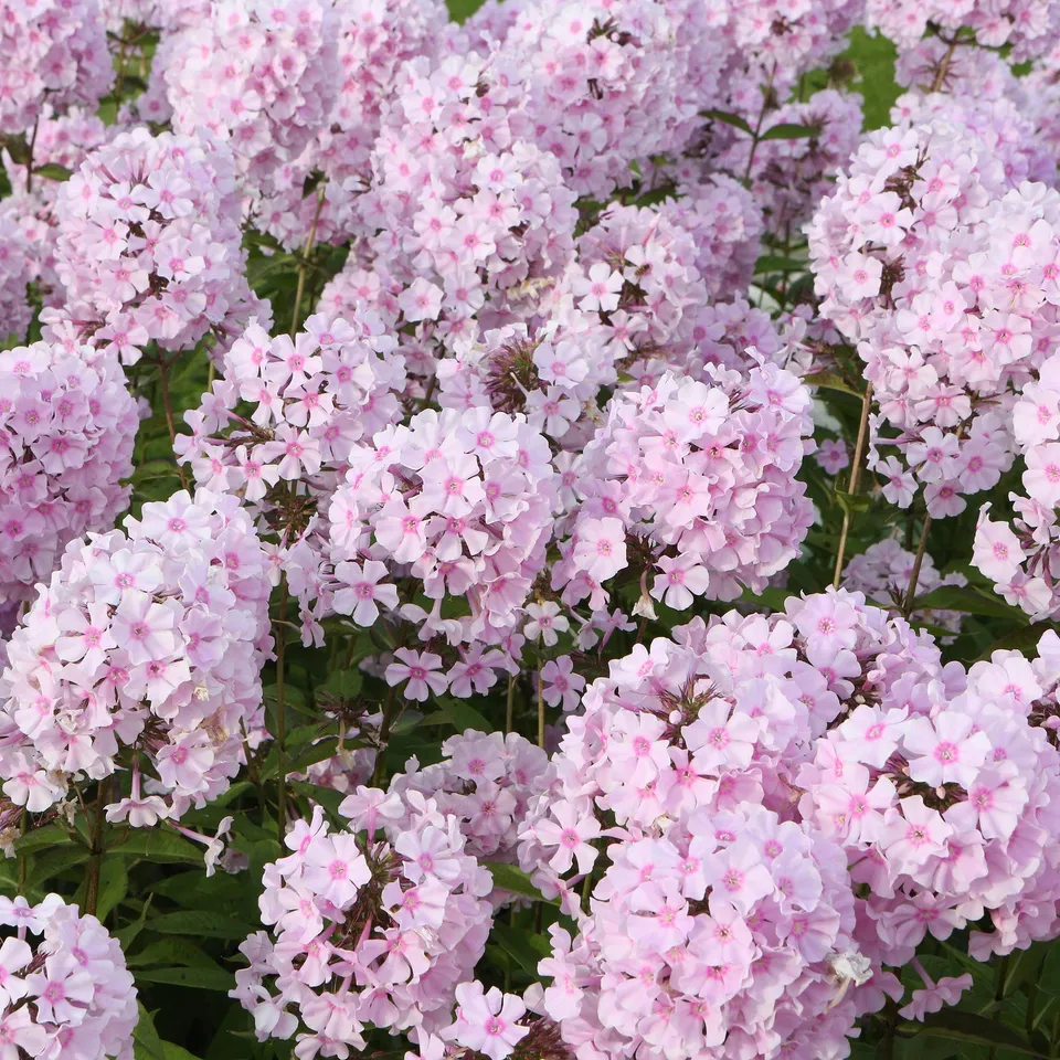 Bakker Phlox paniculé Rosa Pastel vivace pot 9cm fleur rose