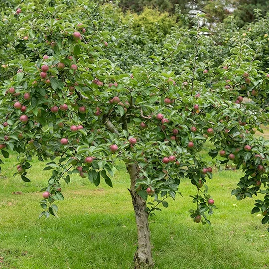 Bakker Fruitiers Pommier Melrose arbre fruitier pot 3L 80-100cm