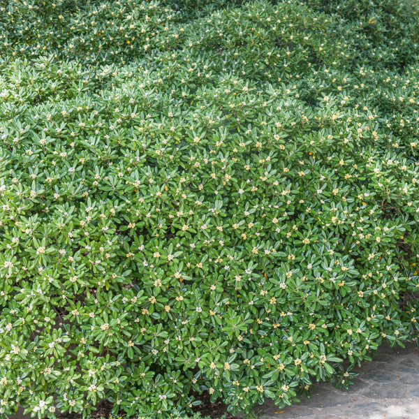 Bakker Pittosporum tobira arbuste pot 2L 25-30cm parfumé