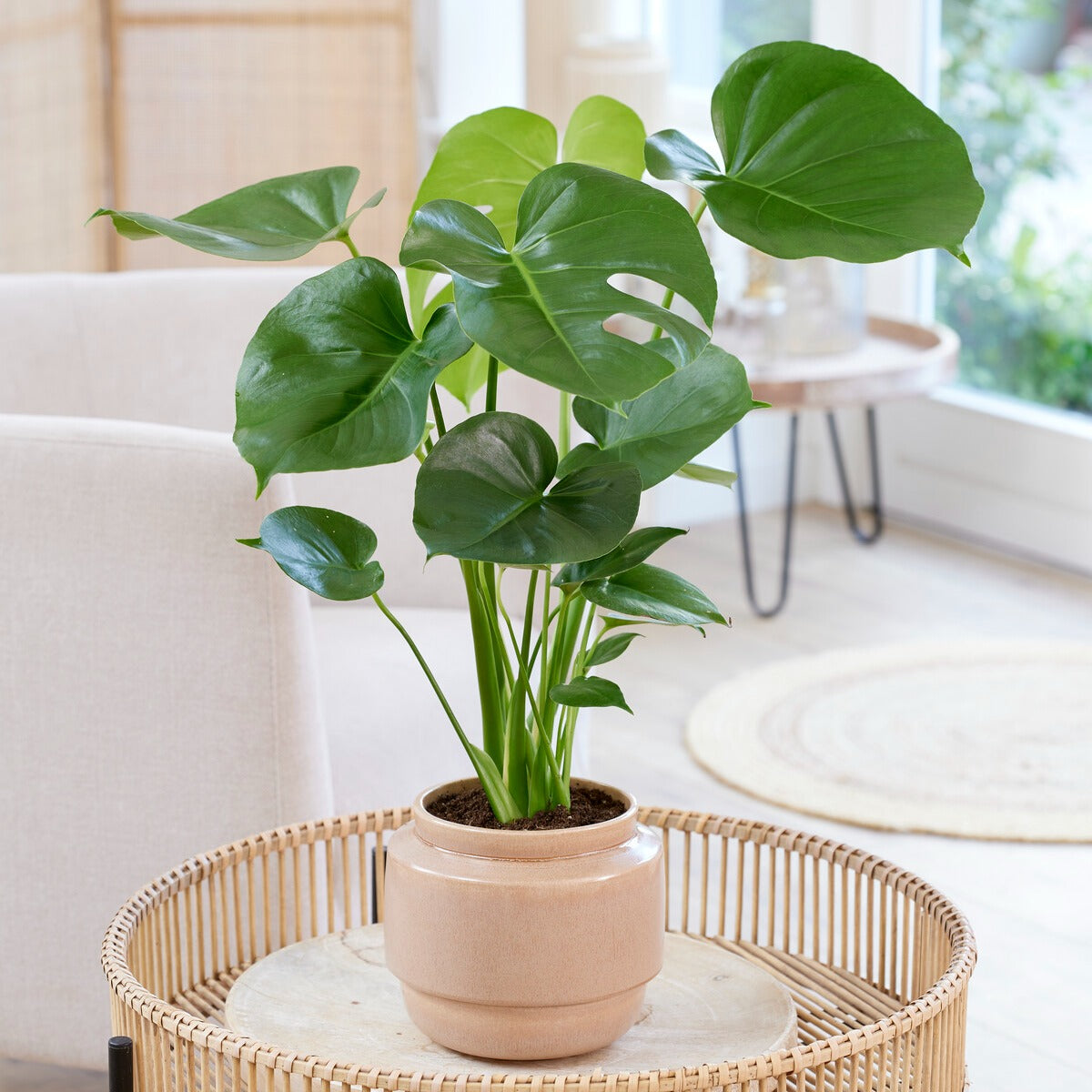 Bakker Monstera deliciosa plante verte pot 17 cm 40 cm