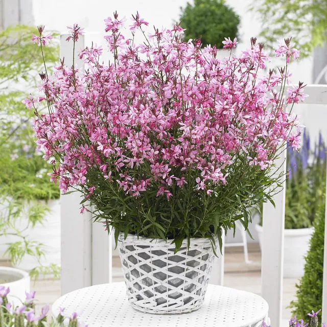 Bakker Gaura Baby Butterfly Dark Pink vivace pot 8cm rose