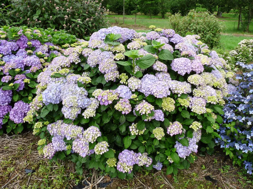 Les Hortensias du Haut Bois Admiration hortensia fleurs rondes