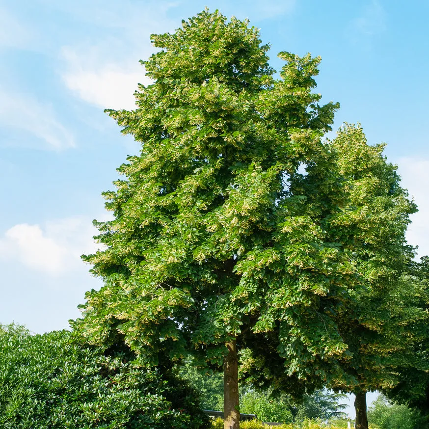 Bakker Tilleul d'Amérique Nova arbre d'ombrage pot 3L 80-100 cm