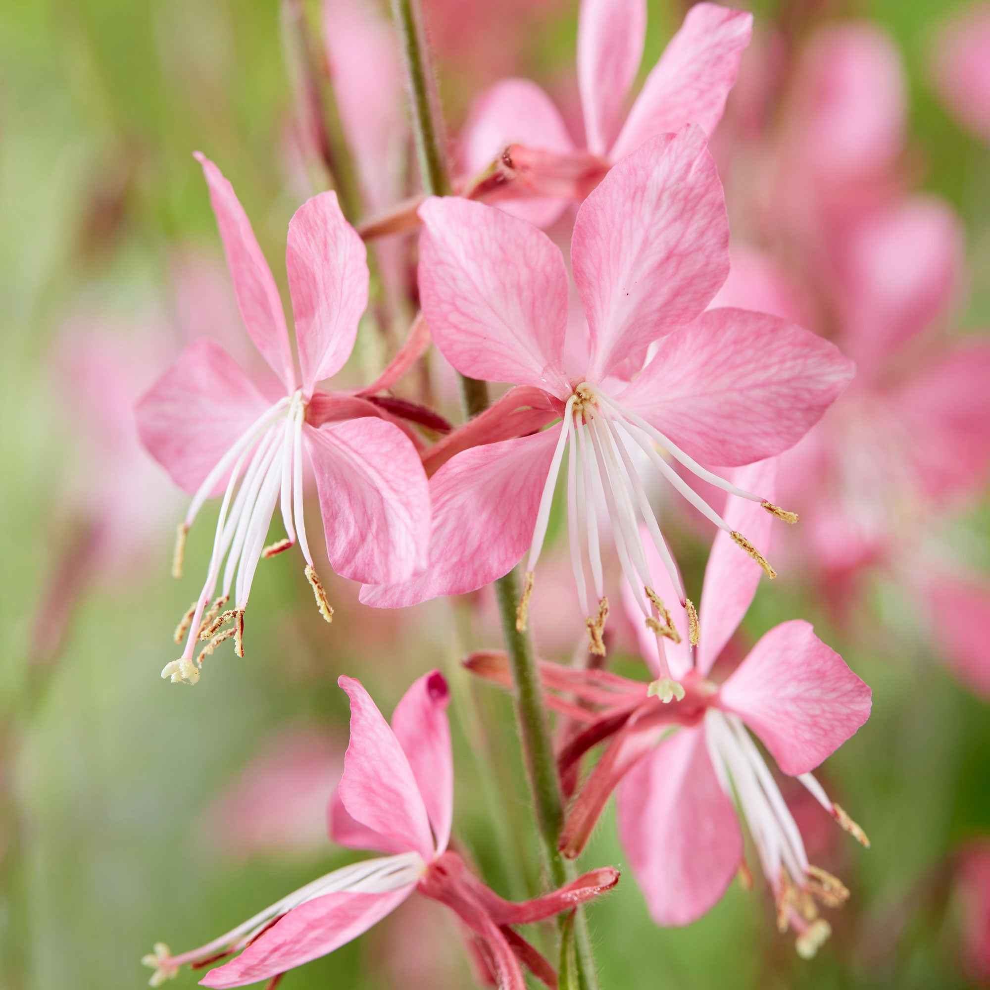 Bakker Gaura Siskiyou Pink vivace rose lot 2 pots 9cm