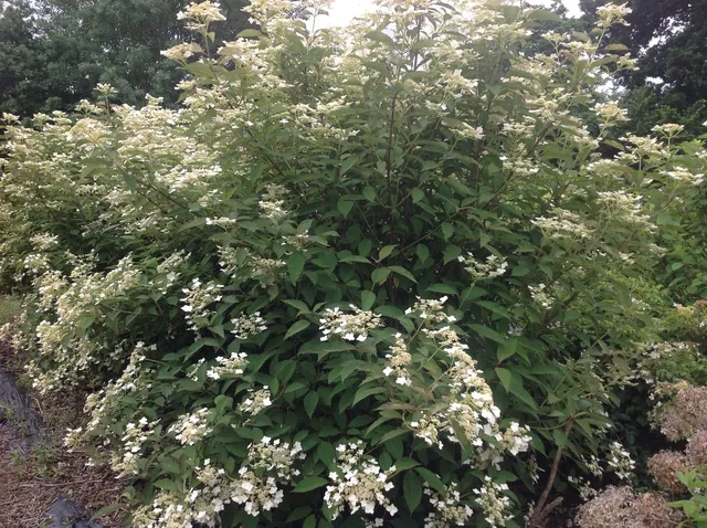 Les Hortensias du Haut Bois Snowcap hortensia heteromalla godet