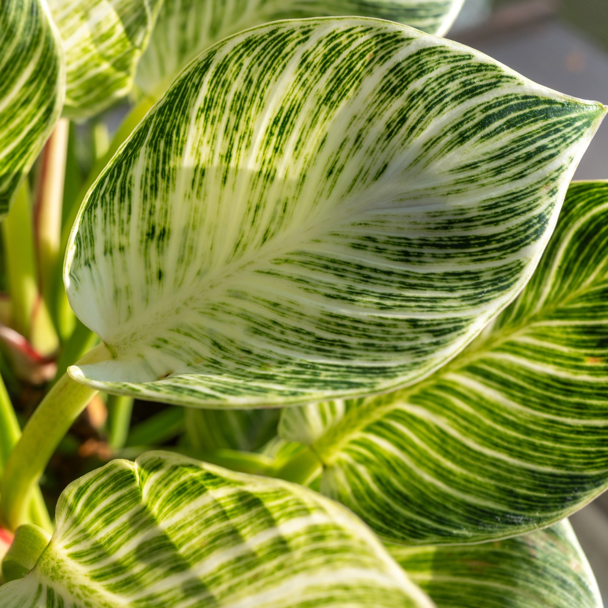 Bakker Philodendron Monstera White Wave verte pot Ø 12 cm