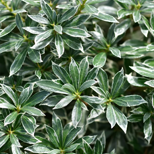 Bakker Ralto Rose pieris japonica godet Ø 9 cm fleurs roses