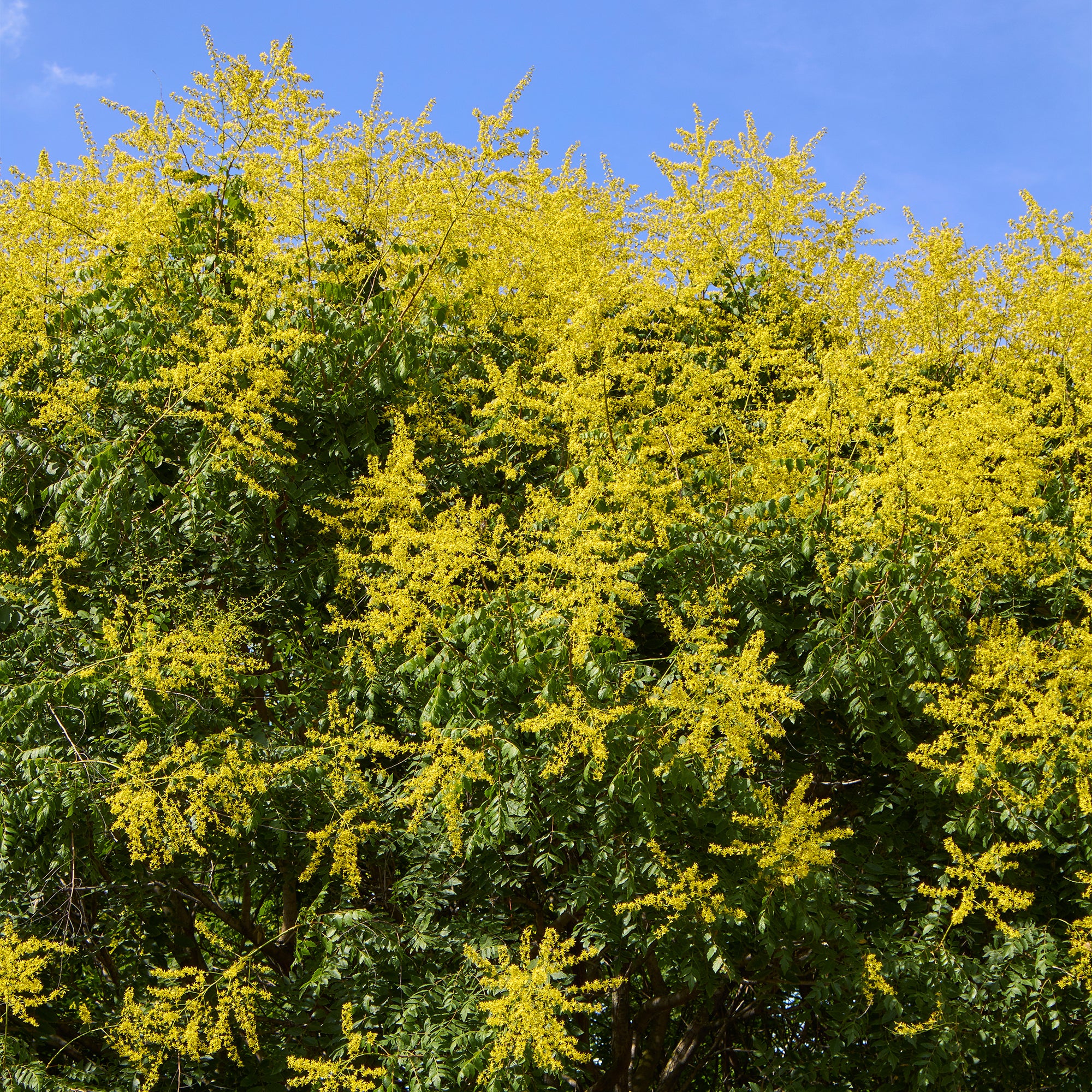Bakker Savonnier arbre d'ornement pot 3L 40-50cm jaune