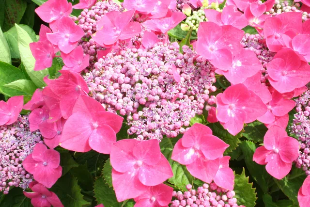 Les Hortensias du Haut Bois Kardinal hortensia fleurs plates godet