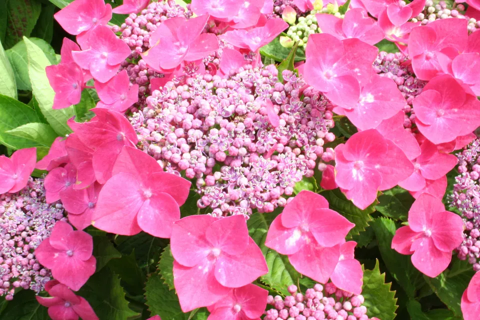 Les Hortensias du Haut Bois Kardinal hortensia fleurs plates godet