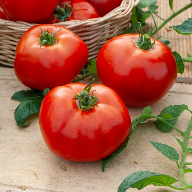 Bakker Collection de Tomates graines 4 sachets ±990 graines