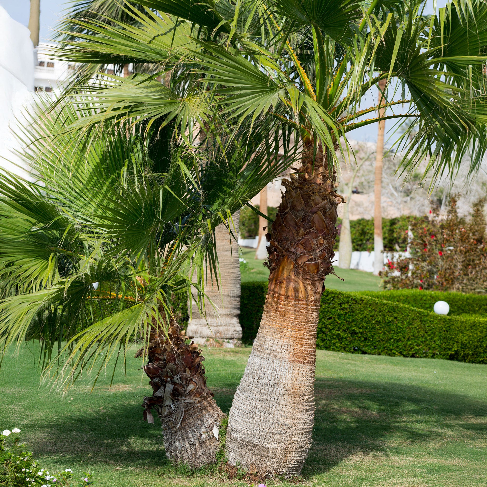 Bakker Palmier à jupon Washingtonia pot Ø 10cm soleil