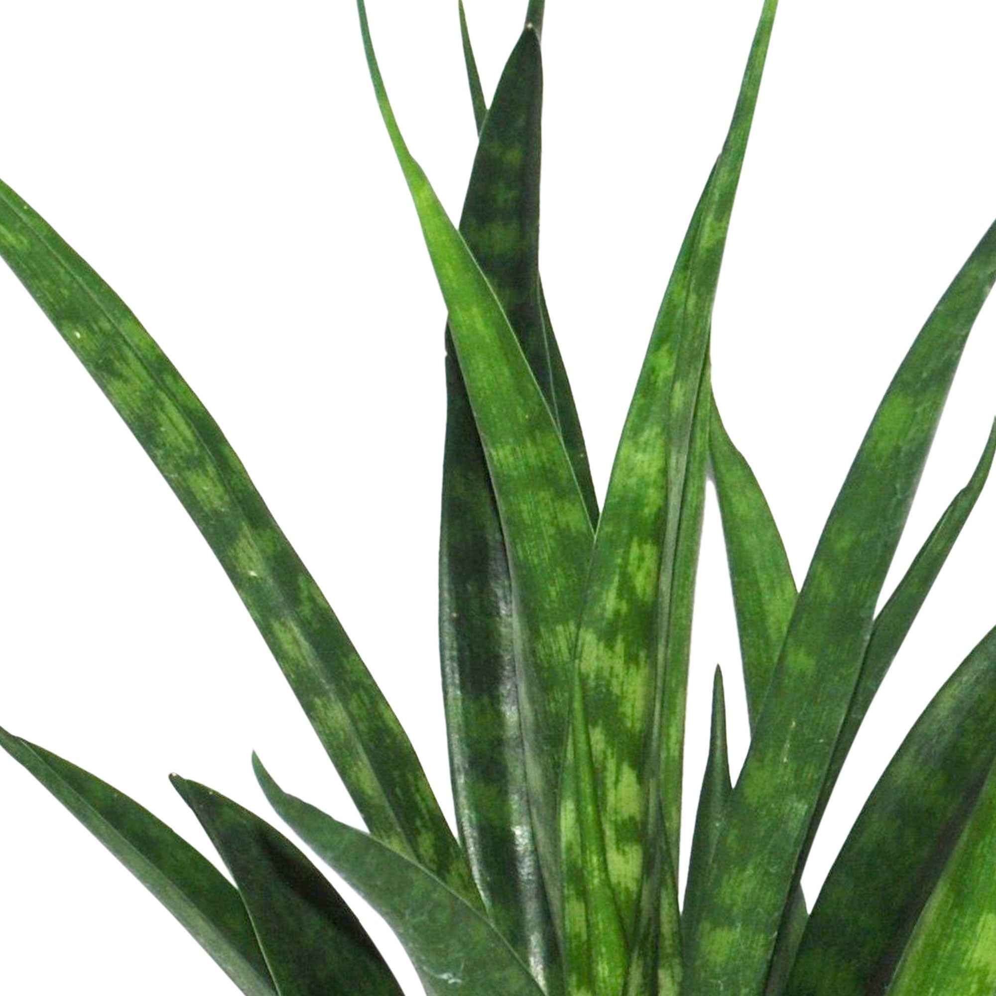 Bakker Sansevieria Friends plante d'intérieur pot 15cm