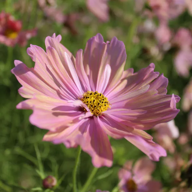 Bakker Cosmos Apricotta graines sachet 50 abricot soleil