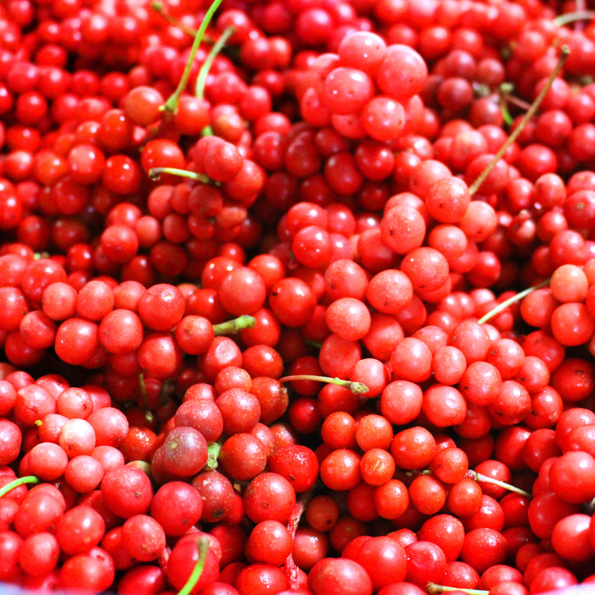 Bakker Fruit de la vitalité Schisandra fruitier 2L 40-50cm