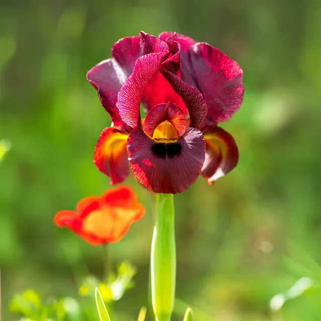 Bakker Iris de Louisiane Ann Chowning pot 9 cm rouge
