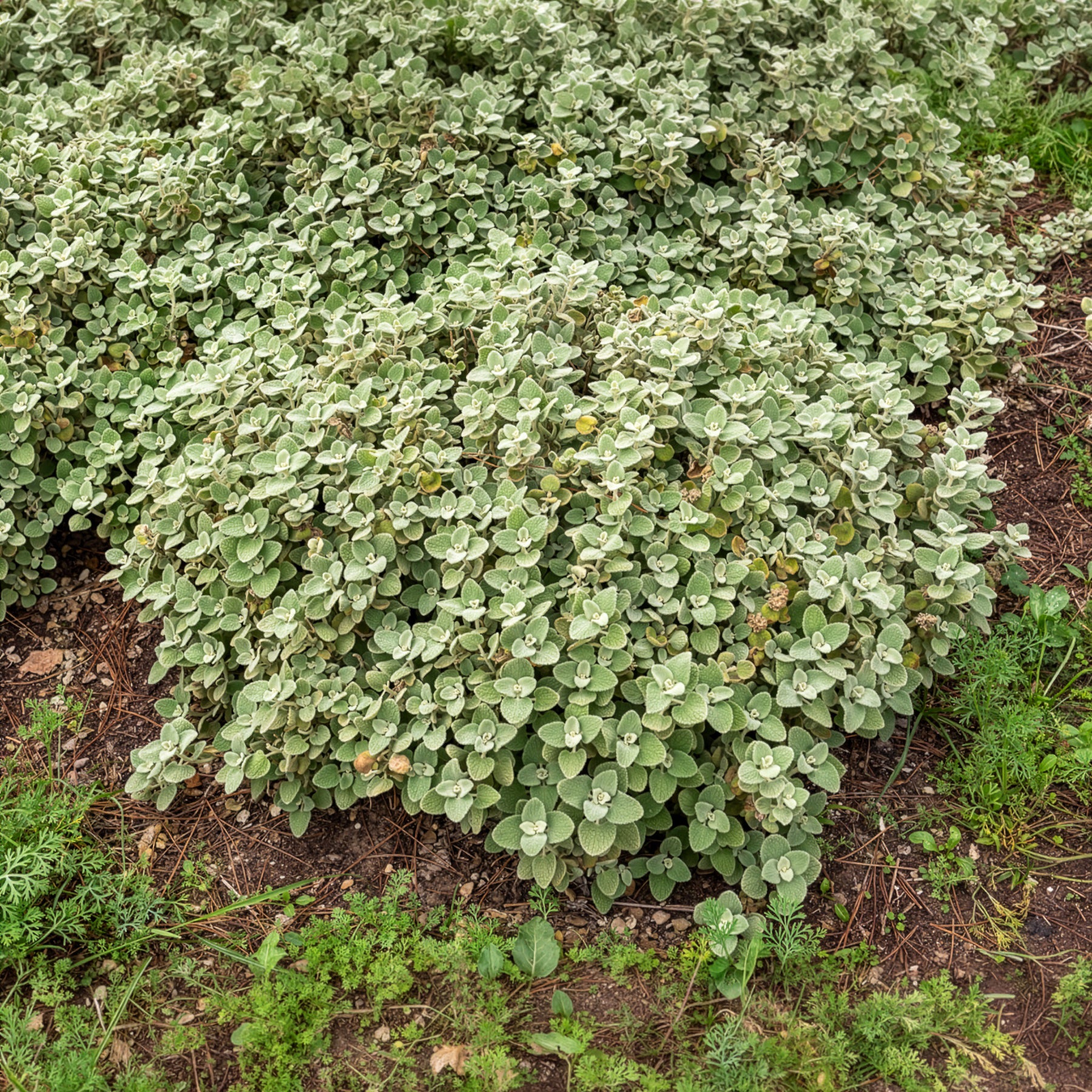 Bakker Vivaces Ballote pseudodictamnus pot 9cm argenté