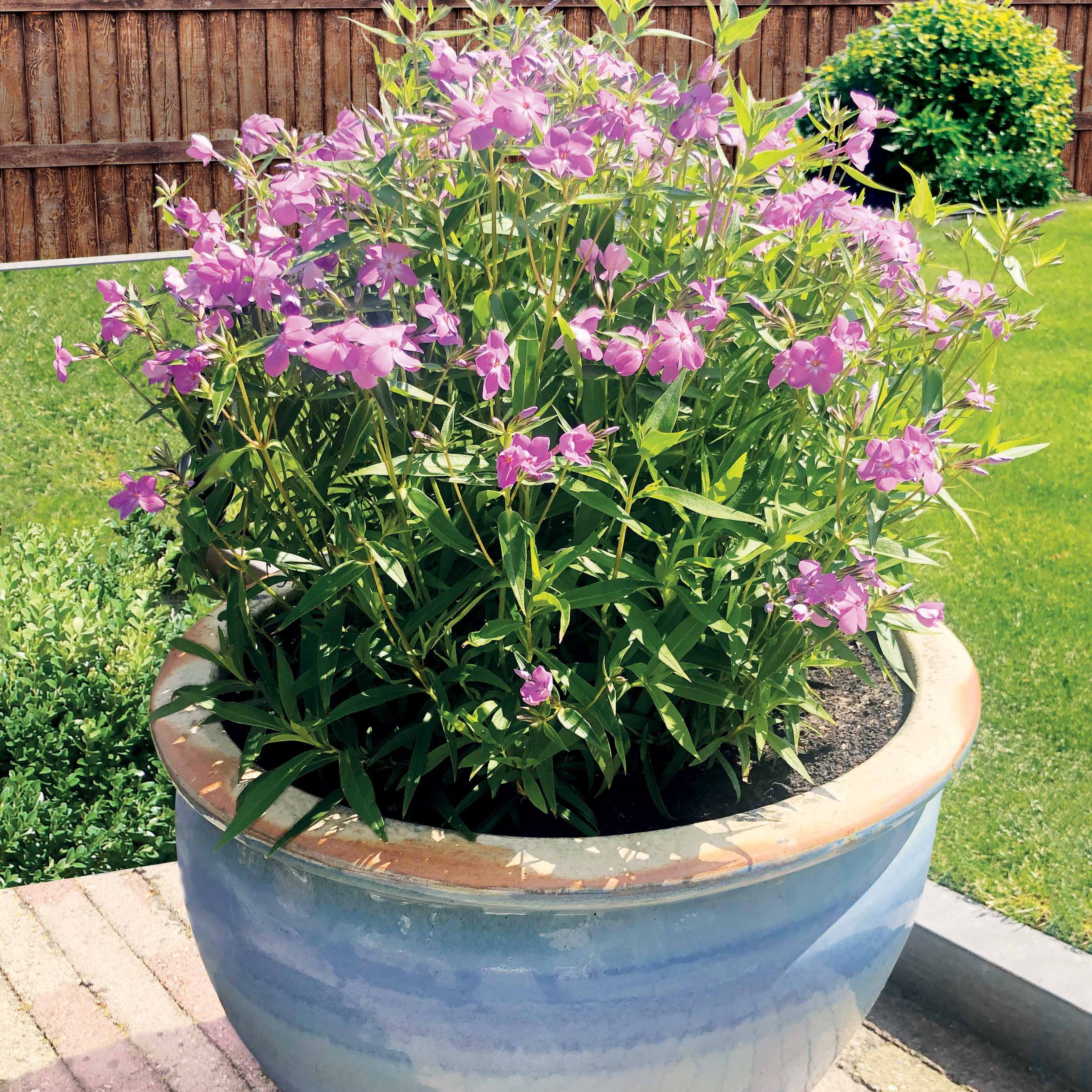 Bakker Phlox Forever Pink vivace lot 2 racines nues rose