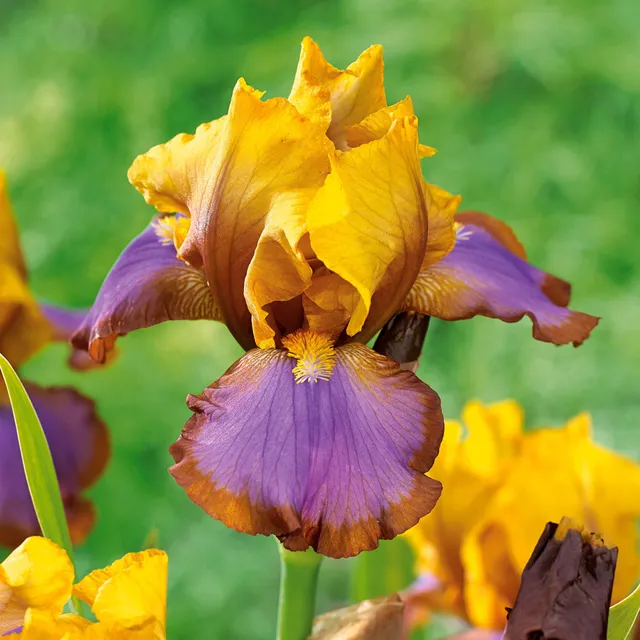 Bakker 2 Iris de jardin Lasso marron bicolore racines nues
