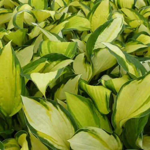 Bakker Hosta Color Festival vivace pot Ø9cm feuilles panachées
