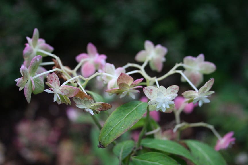 Les Hortensias du Haut Bois Shirotae hortensia serrata