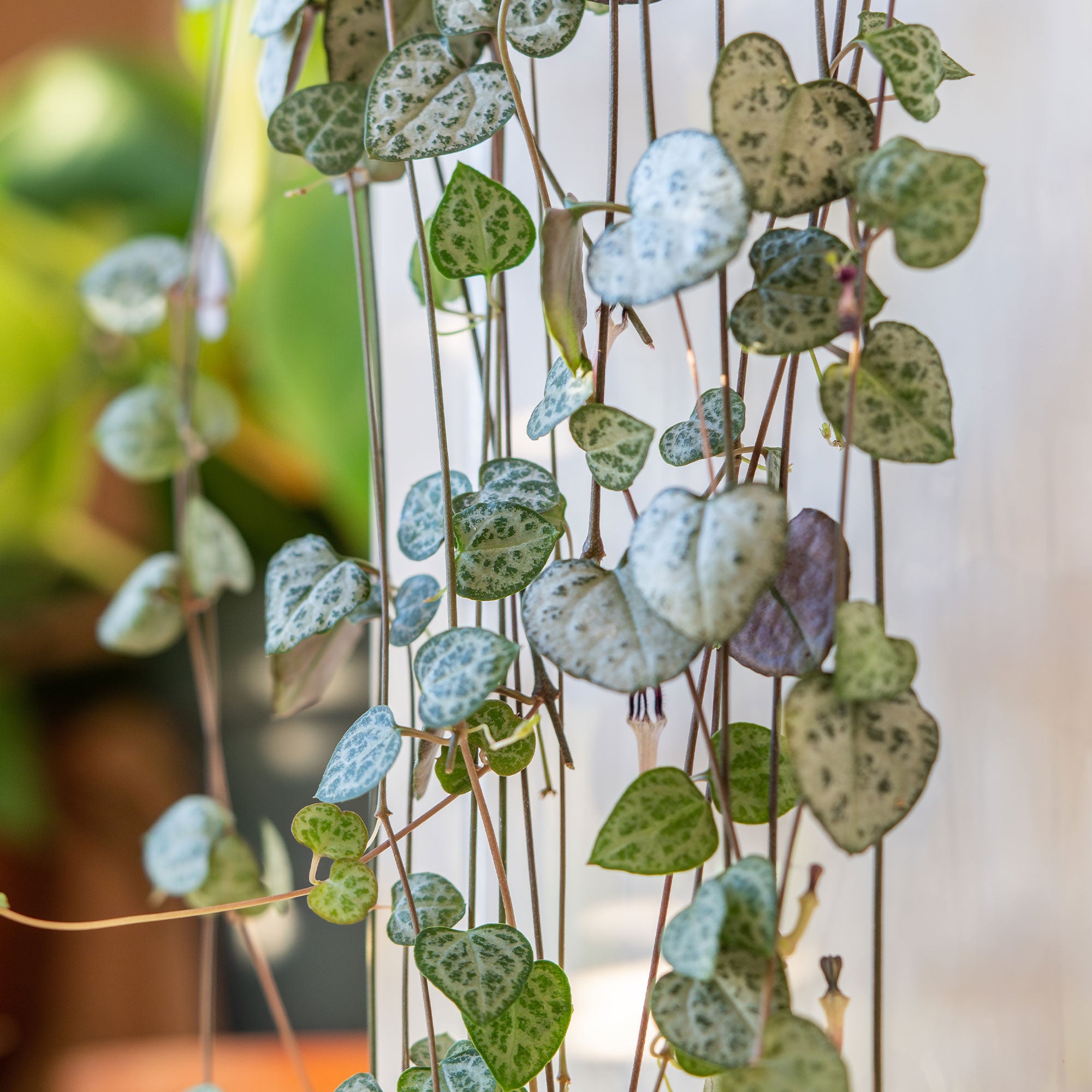Bakker Chaîne des cœurs Ceropegia pot Ø 11cm retombante
