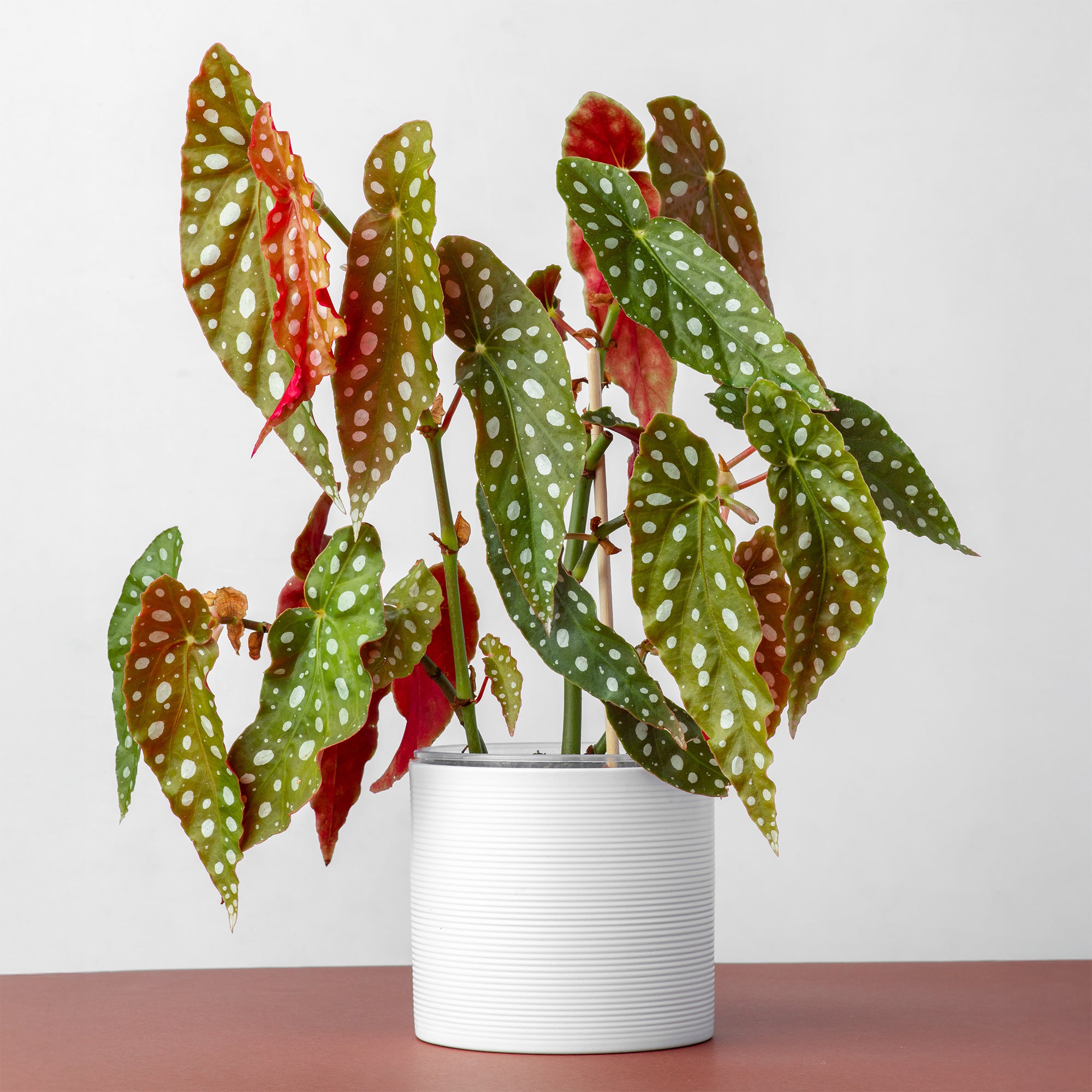 Bakker Bégonia maculata plante d'intérieur pot Ø14cm pois argentés