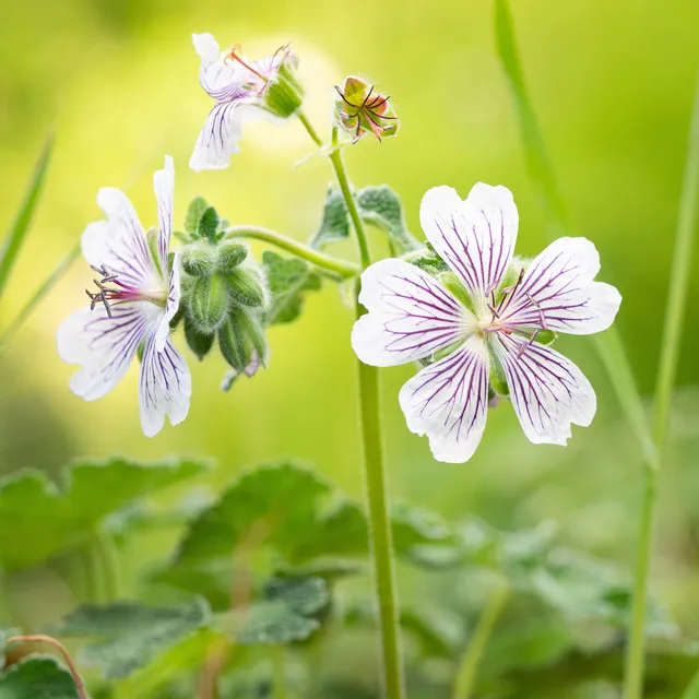 Bakker Plantes vivaces Géranium feuilles de crêpe pot 9cm blanc