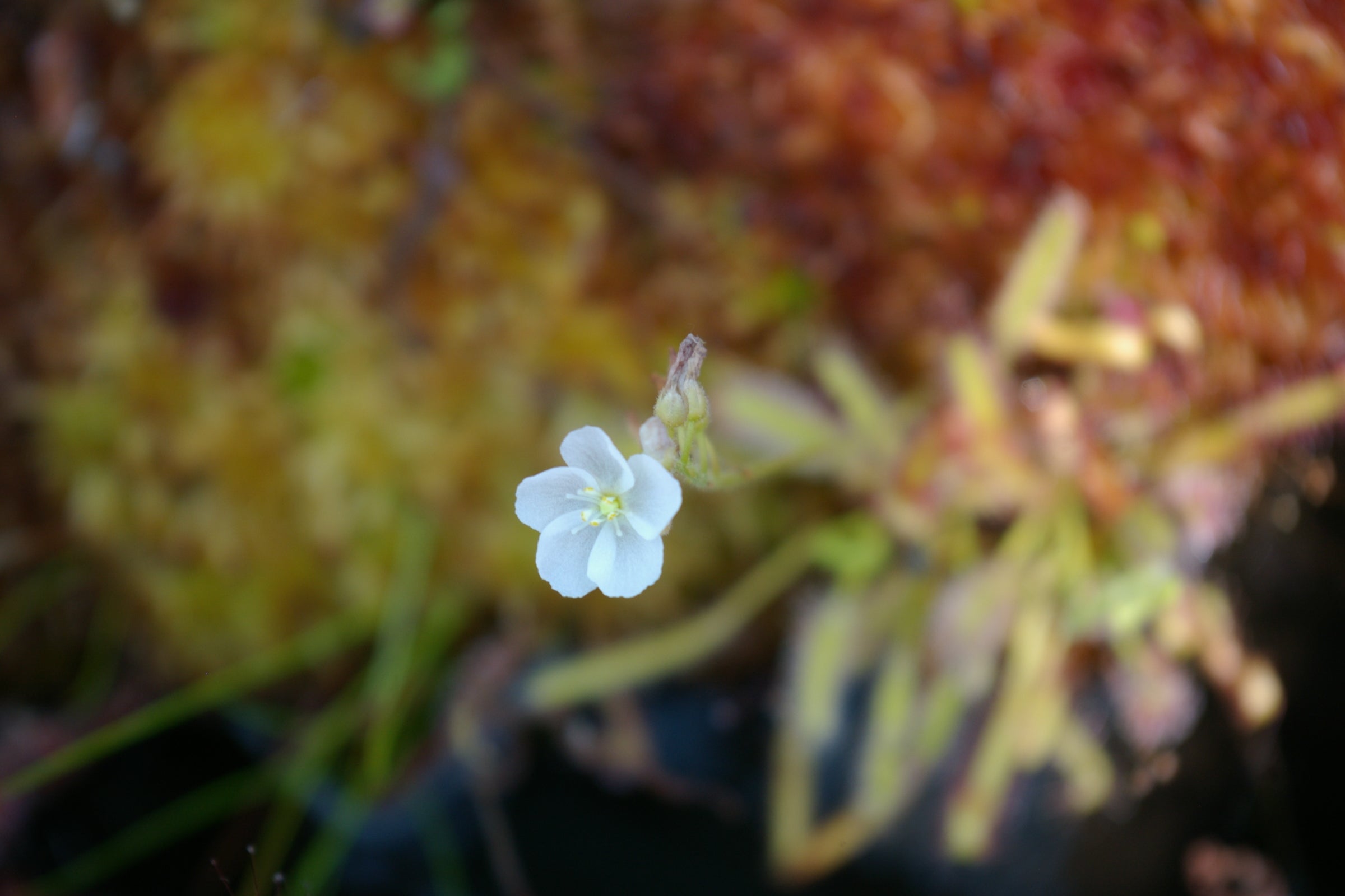 Carniflore Drosera capensis Albino plante carnivore pot 9cm