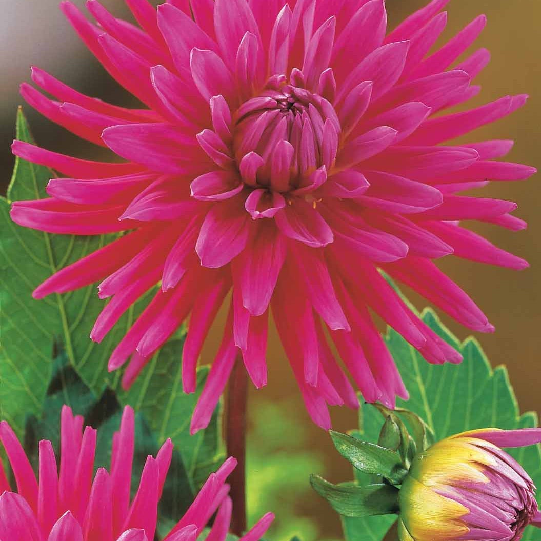 Bakker dahlias cactus en mélange sachet 8 bulbes