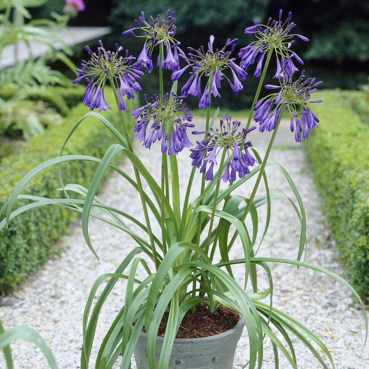 Bakker Plantes vivaces Agapanthe Purple Cloud pot Ø9cm violet