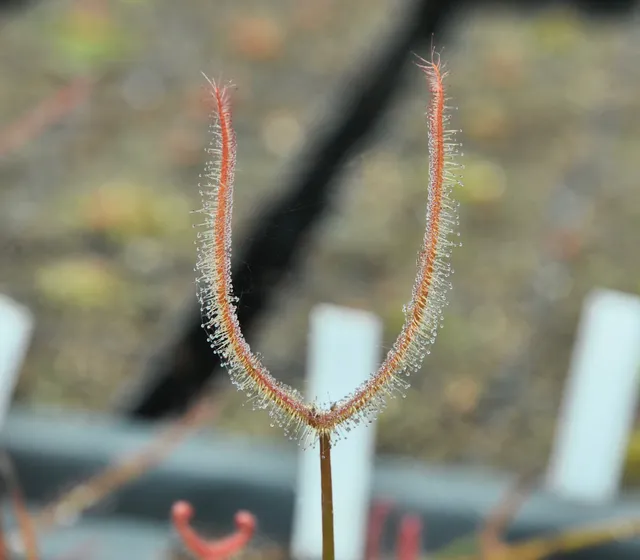 Carniflore Drosera binata cuivré plante carnivore pot 9 cm