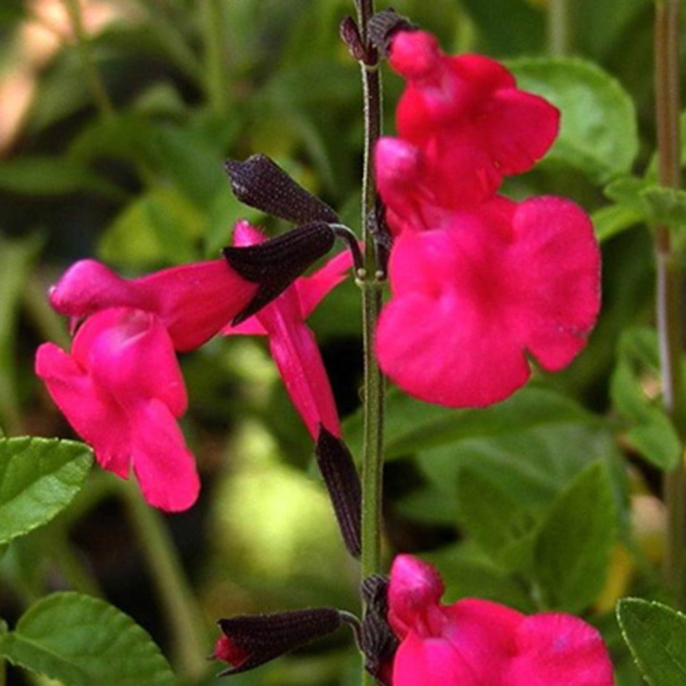 Bakker Sauge Grahamii vivace pot 9cm rose parfumée