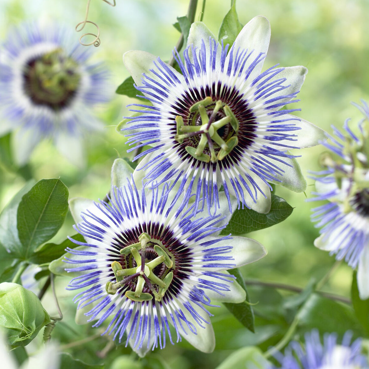 Bakker Clear Sky passiflore grimpante pot 2L fleurs bleues