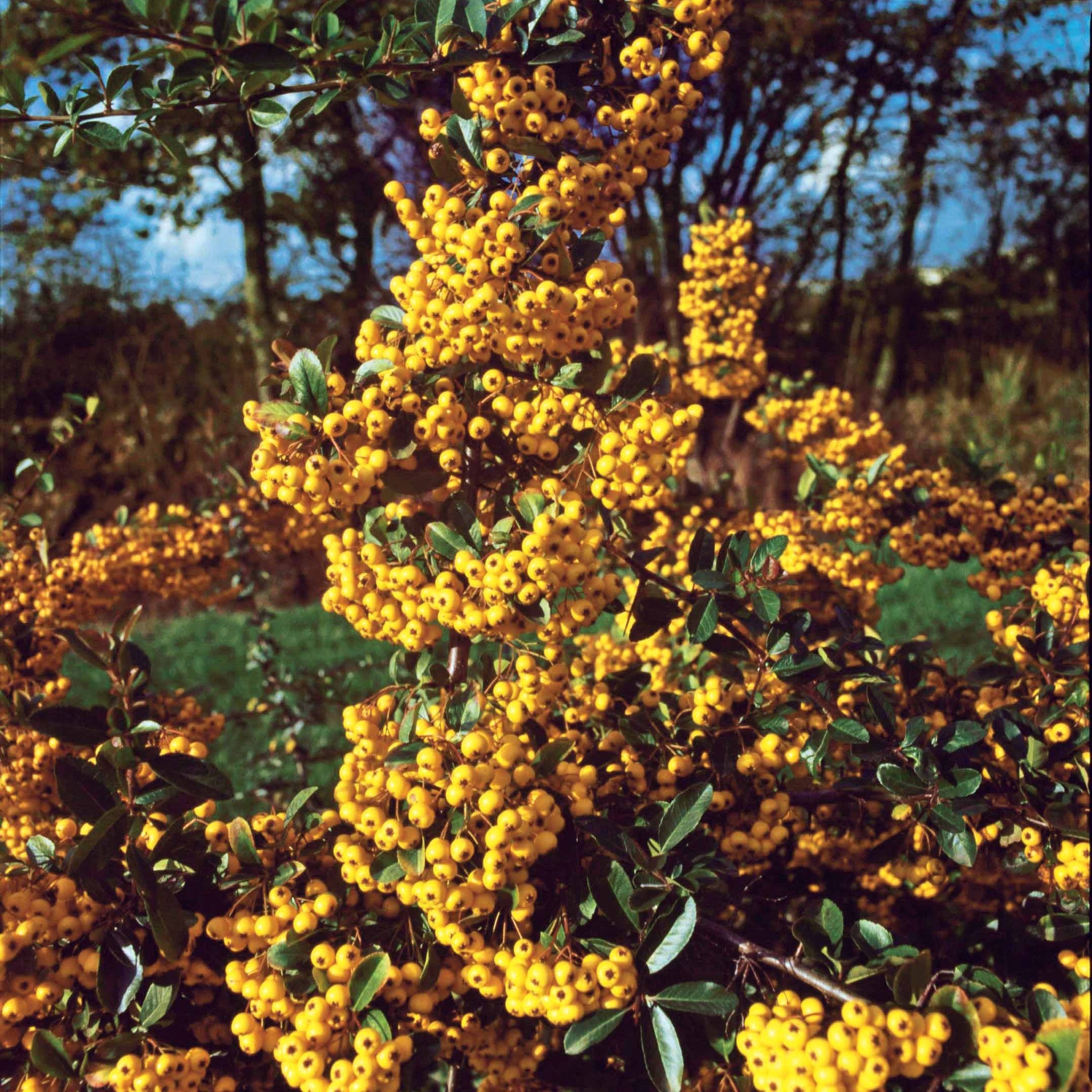 Bakker Pyracantha jaune arbuste 3 pots 9cm baies dorées