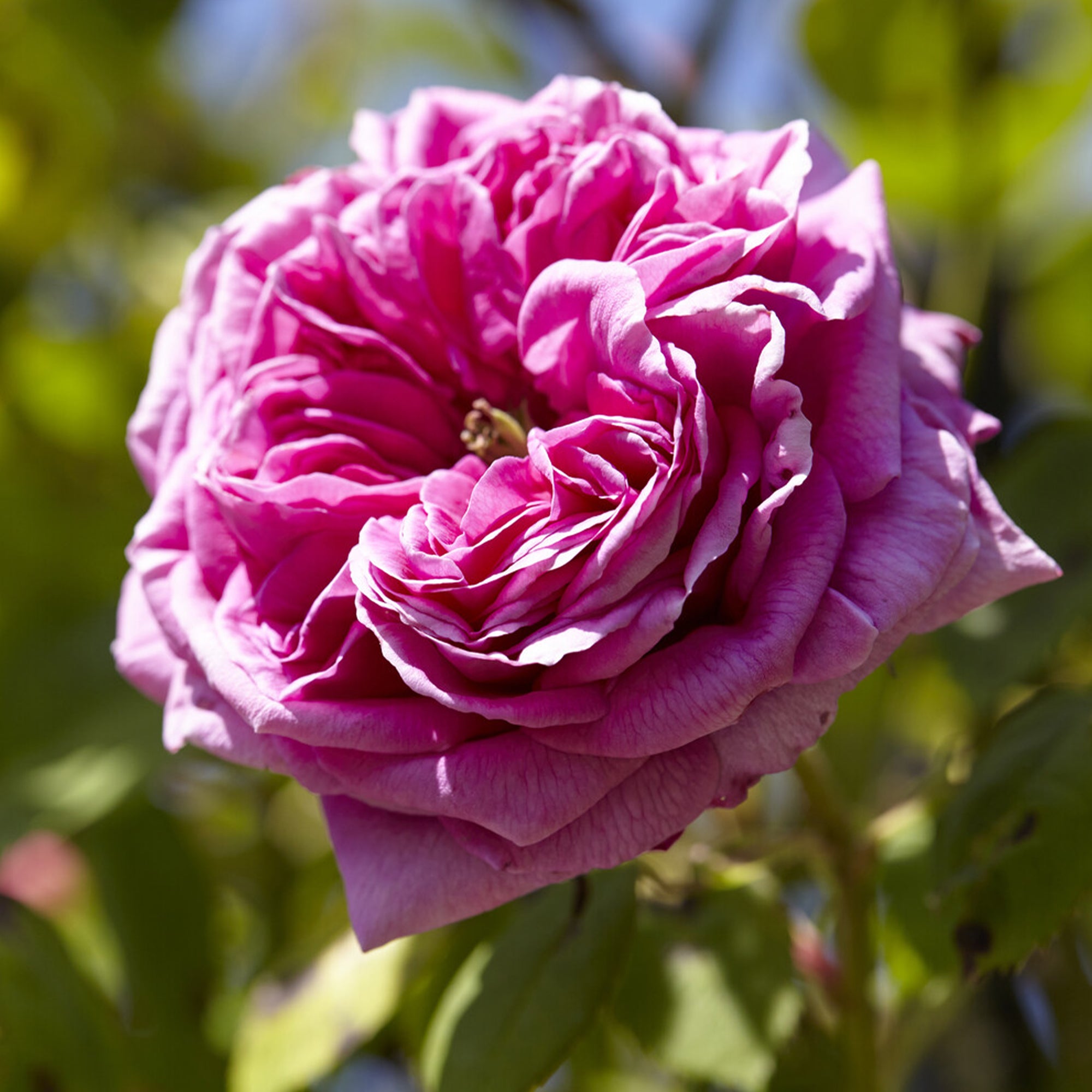 Bakker Rosier Bourbon Mme Isaac Pereire rose pot 4L