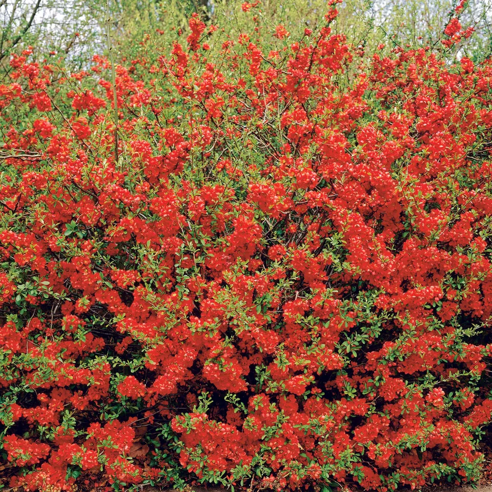 Bakker Cognassier fleurs rouges arbuste 1,5L 20-30cm mars