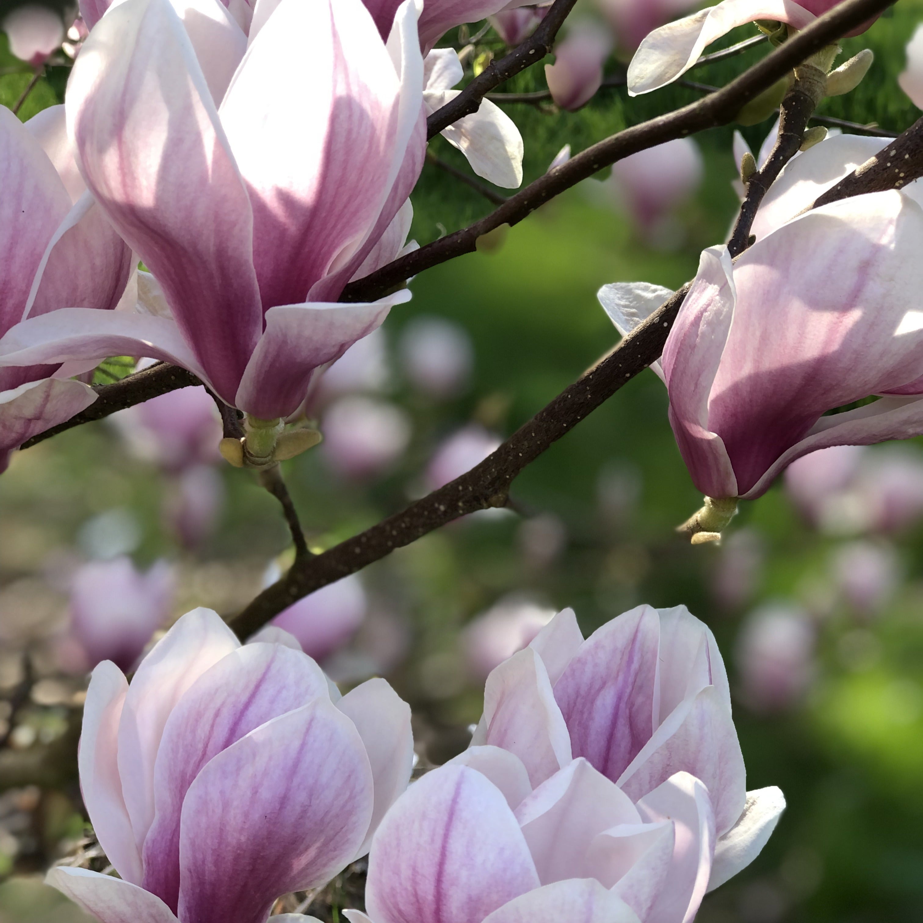 Bakker Magnolia de Soulange arbuste pot 3L 60-80cm rose