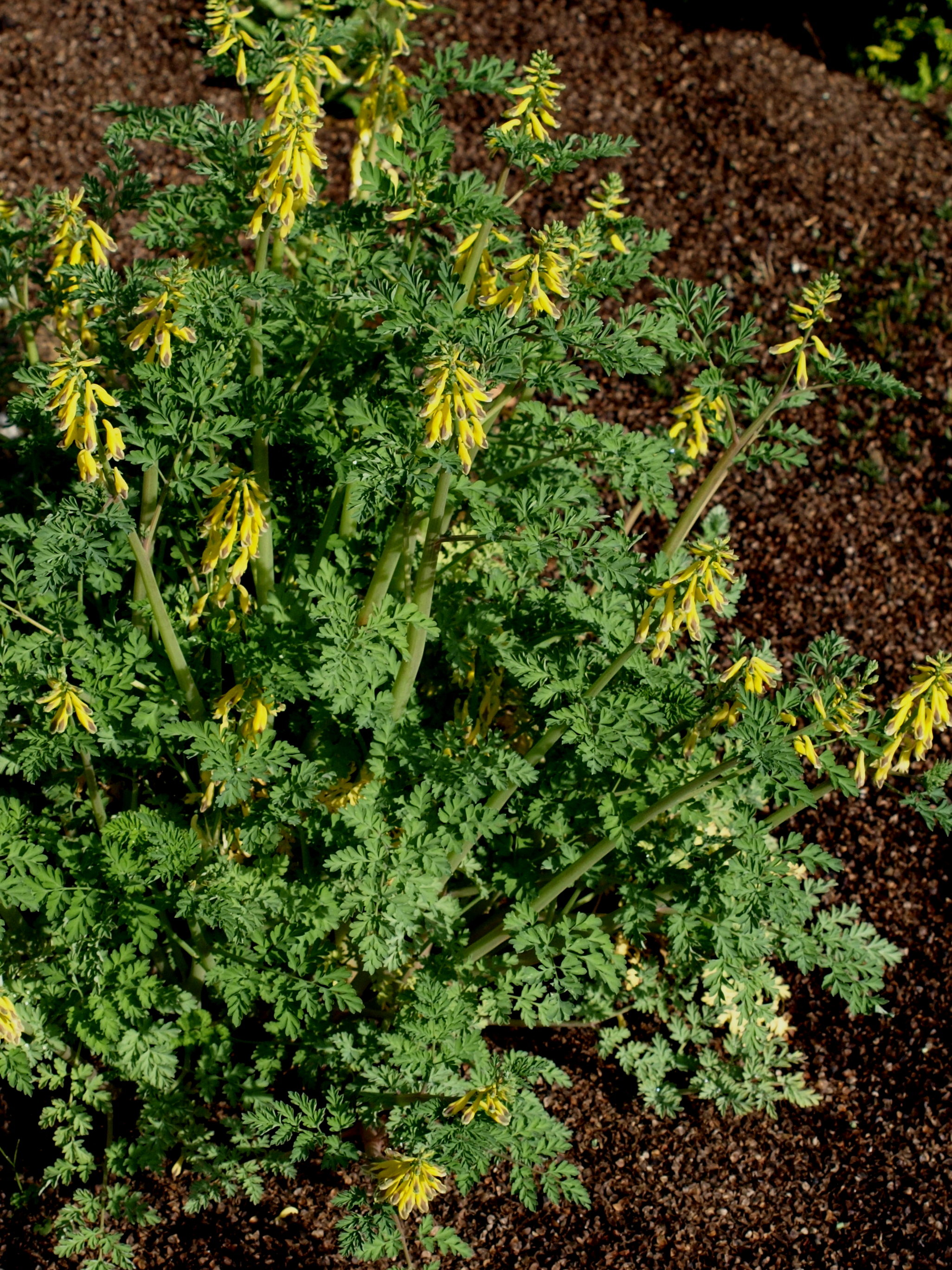 Passion Vivaces Corydalis Gerda plante vivace godet jaune parfumée