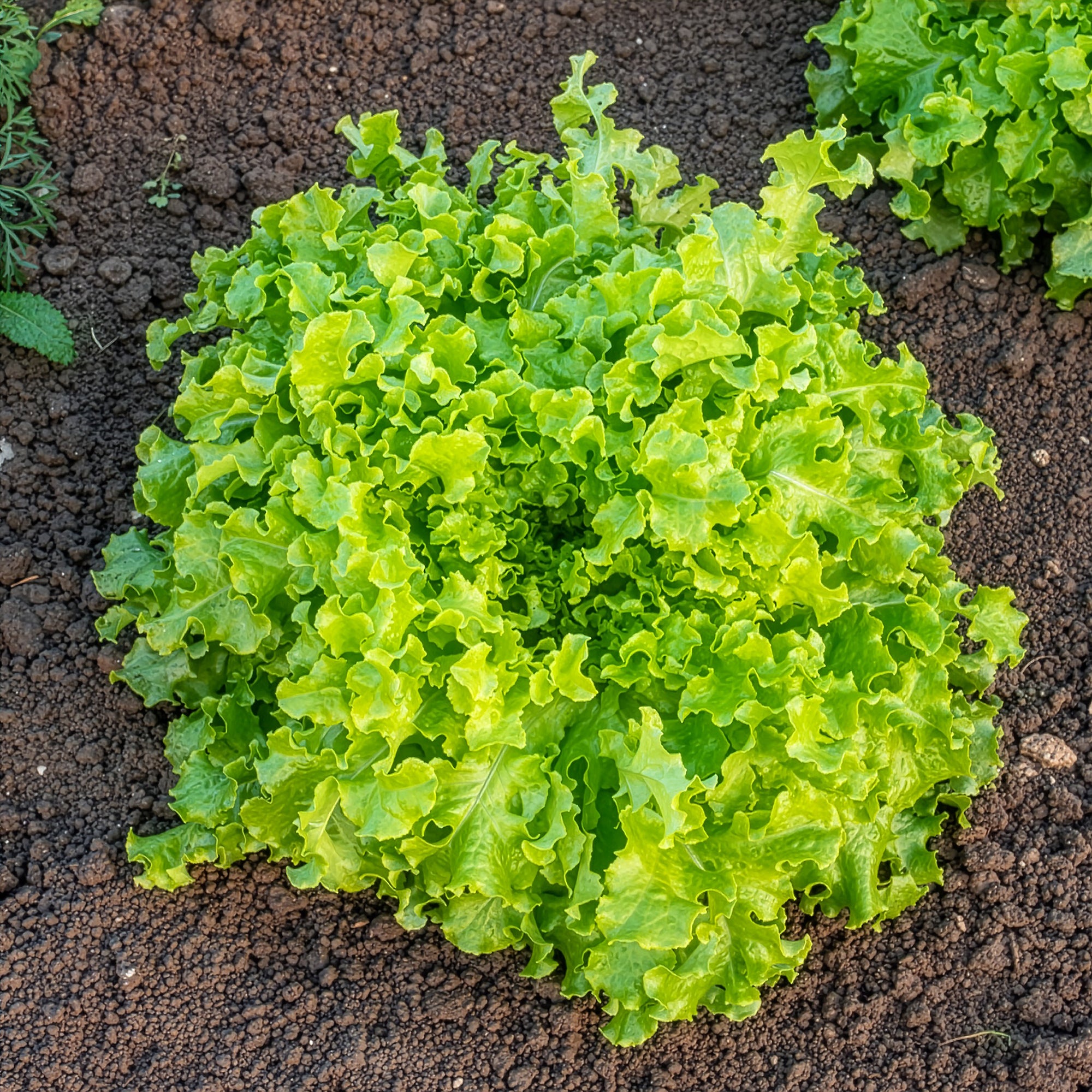 Bakker Potager Laitue Salad Bowl graines sachet 1g à couper