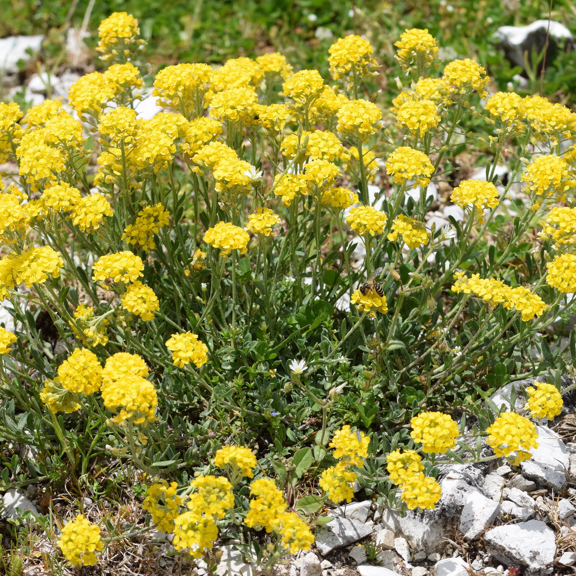 Bakker Plantes vivaces Passerage Berggold vivace pot 9cm jaune