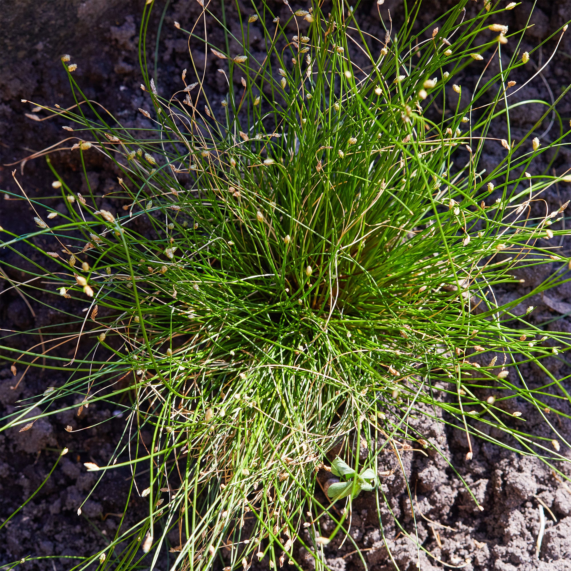 Bakker Scirpe infléchi Herbe fibre optique plante bassin pot 9cm