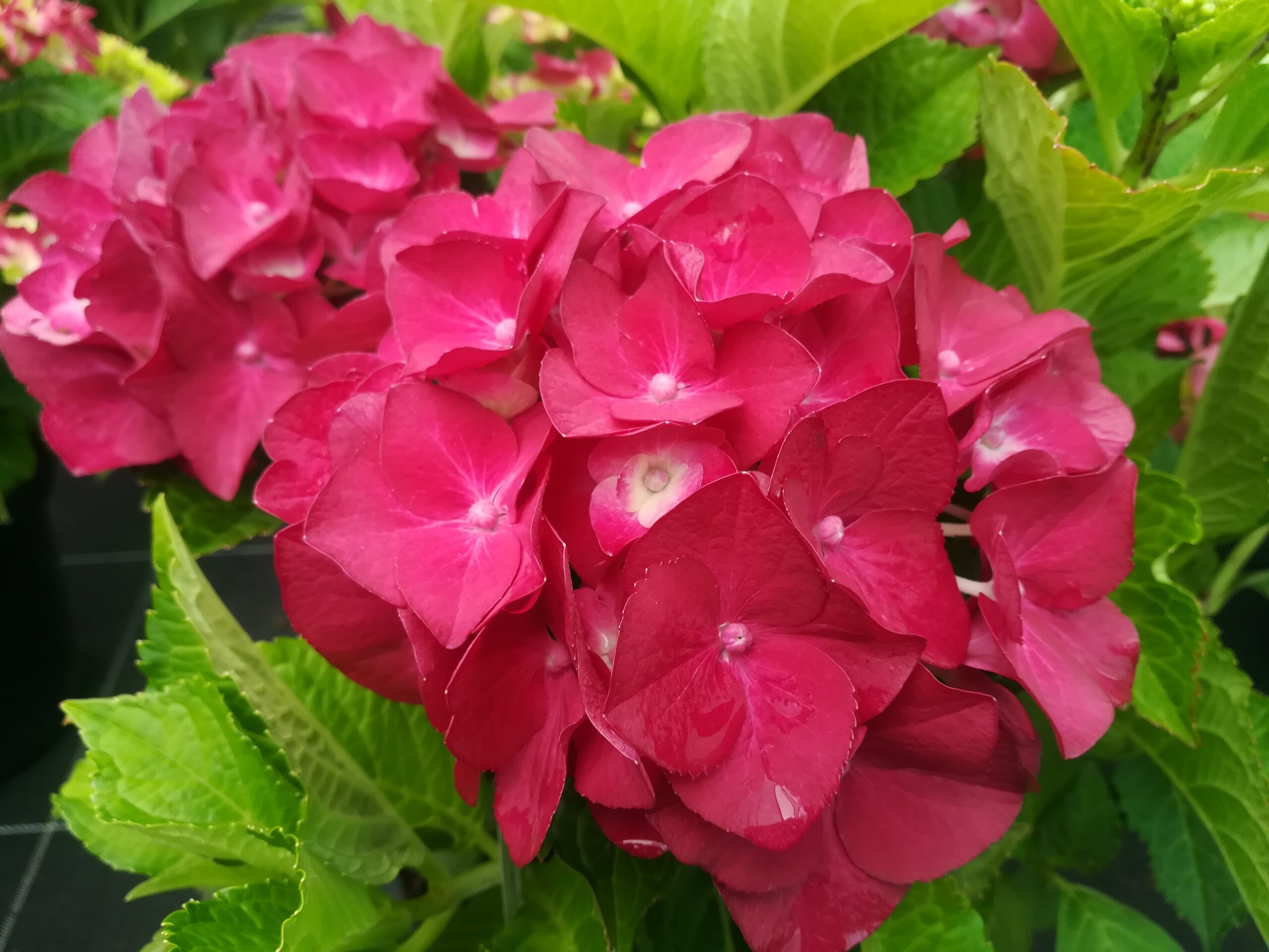 Les Hortensias du Haut Bois Hot Red hortensia fleurs rondes rouge