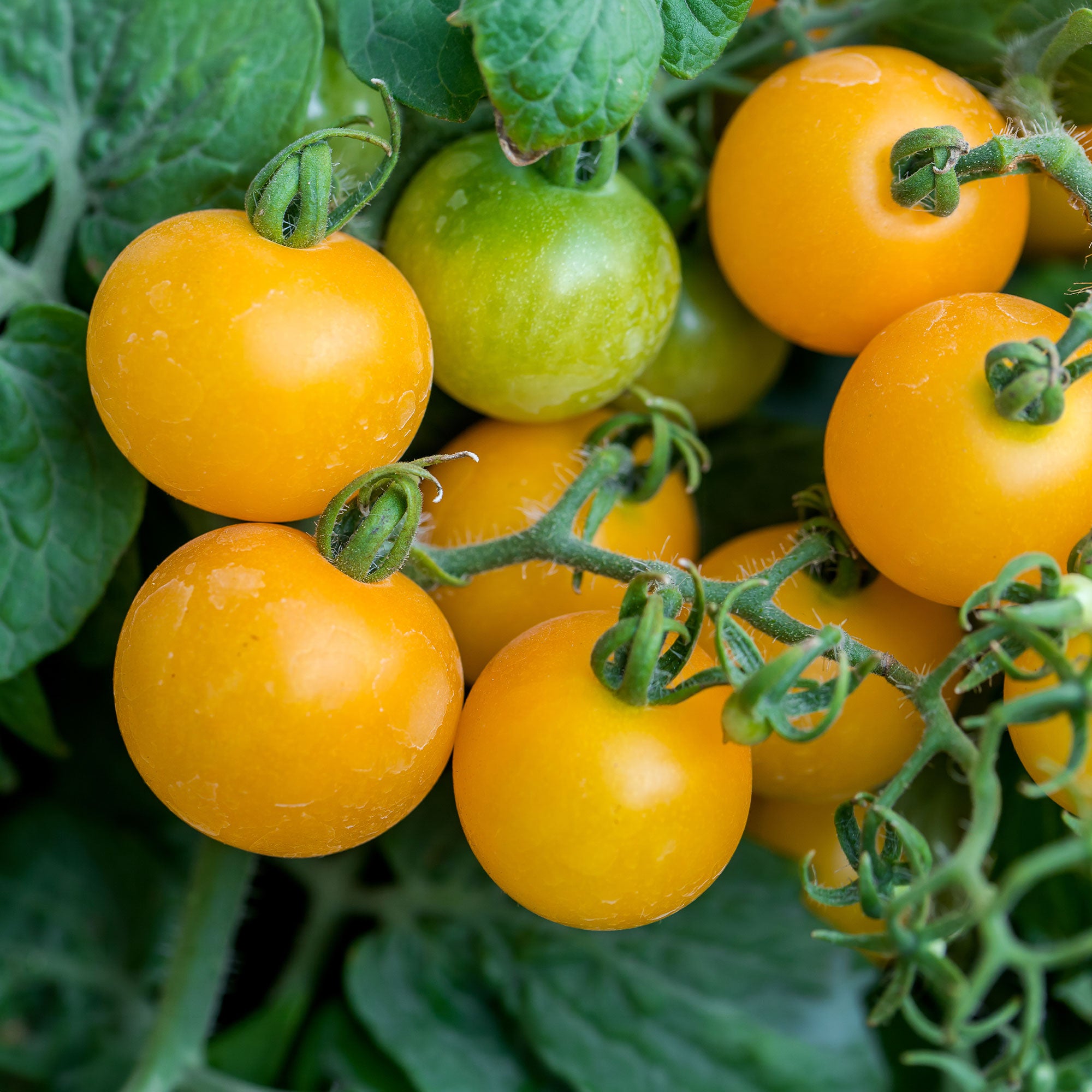 Bakker Raisins Jaunes tomate cocktail 0,1g ±30 graines