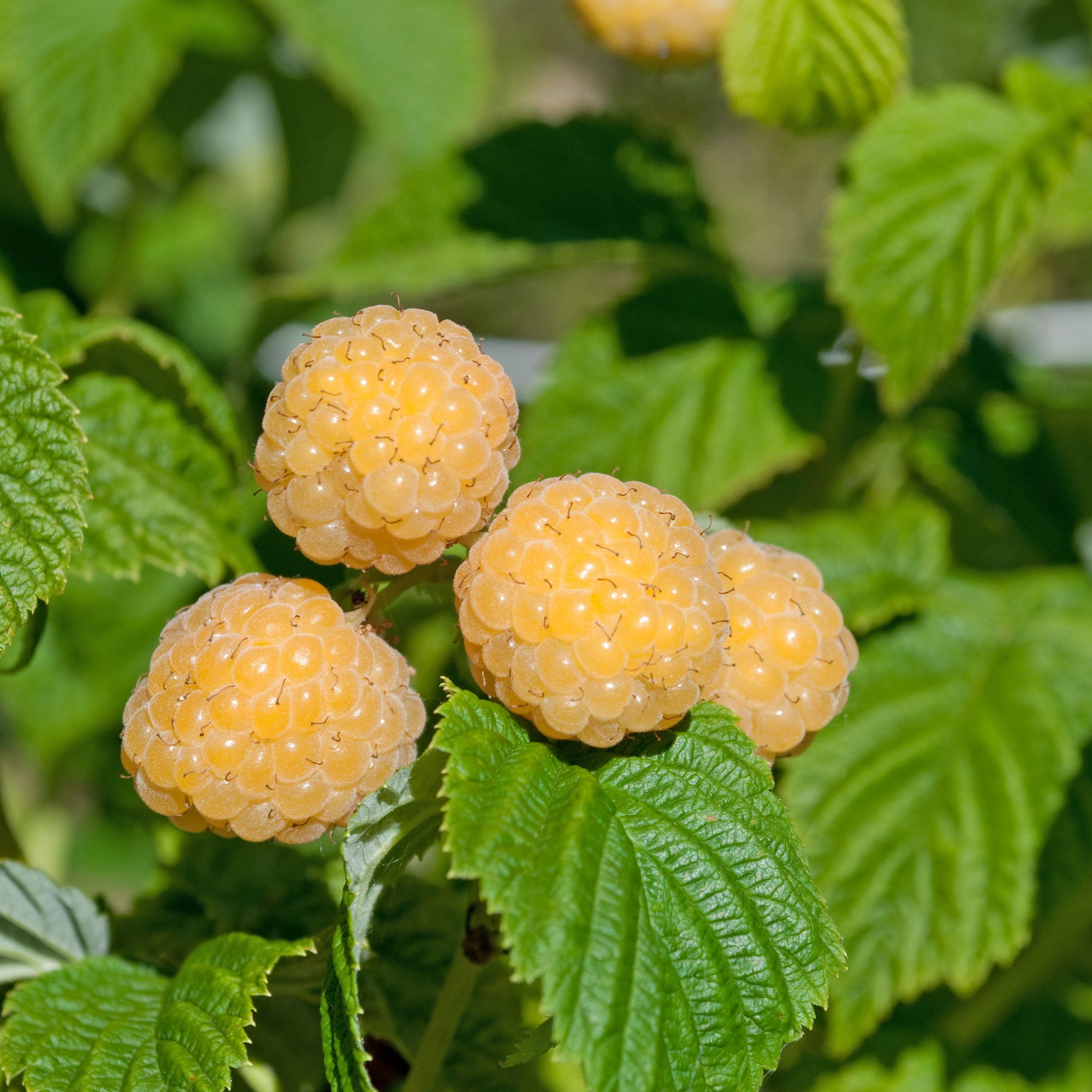 Bakker Fruitiers Framboisier Fallgold remontant 2 racines nues